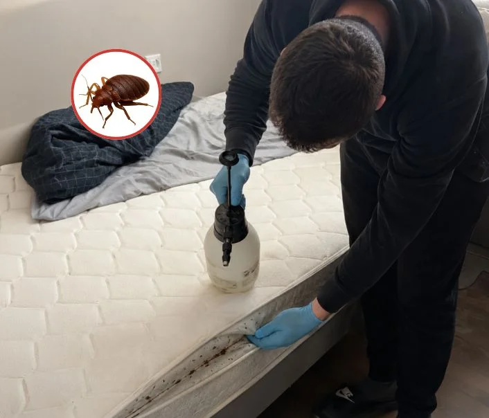 Technicien traitant un matelas contre les punaises de lit à Moussy-le-Neuf